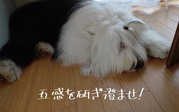 オールドイングリッシュシープドッグ　写真