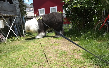 オールドイングリッシュシープドッグ　写真