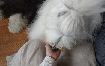 オールドイングリッシュシープドッグ　写真