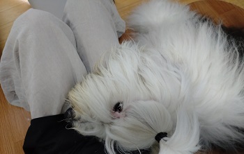 オールドイングリッシュシープドッグ　写真