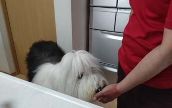 オールドイングリッシュシープドッグ　写真