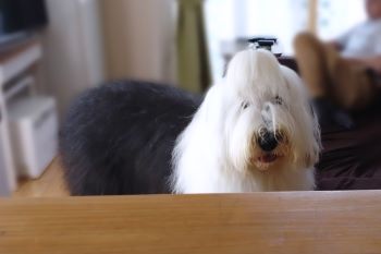 オールドイングリッシュシープドッグ　写真