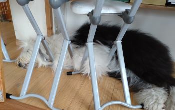 オールドイングリッシュシープドッグ　写真