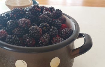 オールドイングリッシュシープドッグ　写真