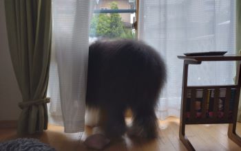 オールドイングリッシュシープドッグ　写真