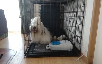 オールドイングリッシュシープドッグ　写真