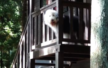 オールドイングリッシュシープドッグ　写真