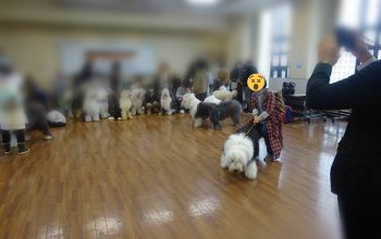 オールドイングリッシュシープドッグ　写真