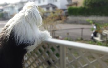 オールドイングリッシュシープドッグ　写真