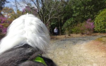 オールドイングリッシュシープドッグ　写真