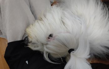 オールドイングリッシュシープドッグ　写真