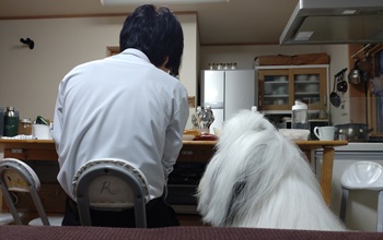 オールドイングリッシュシープドッグ　写真