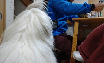 オールドイングリッシュシープドッグ　写真