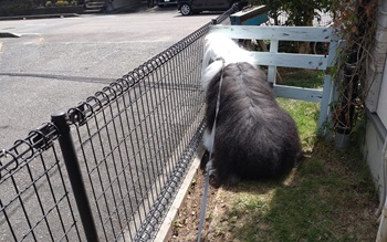 オールドイングリッシュシープドッグ　写真