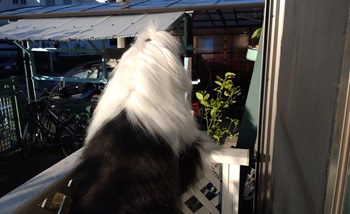 オールドイングリッシュシープドッグ　写真