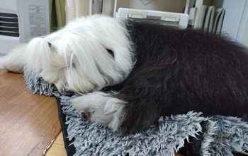 オールドイングリッシュシープドッグ　写真