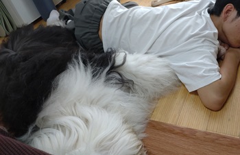 オールドイングリッシュシープドッグ　写真