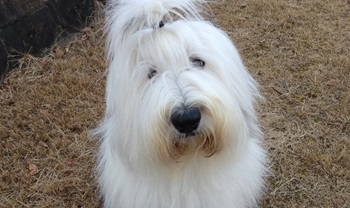 オールドイングリッシュシープドッグ　写真