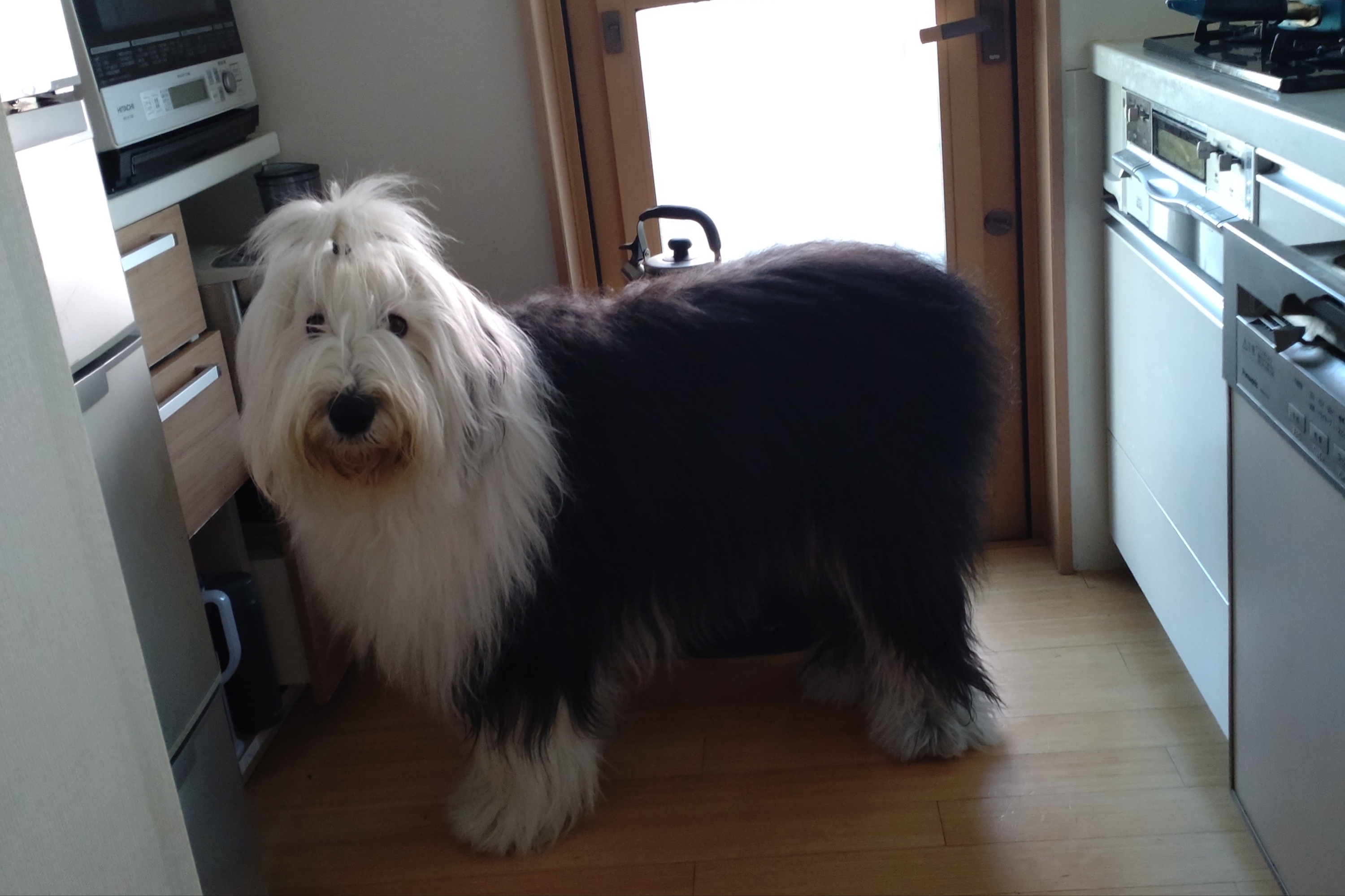 オールドイングリッシュシープドッグ　写真