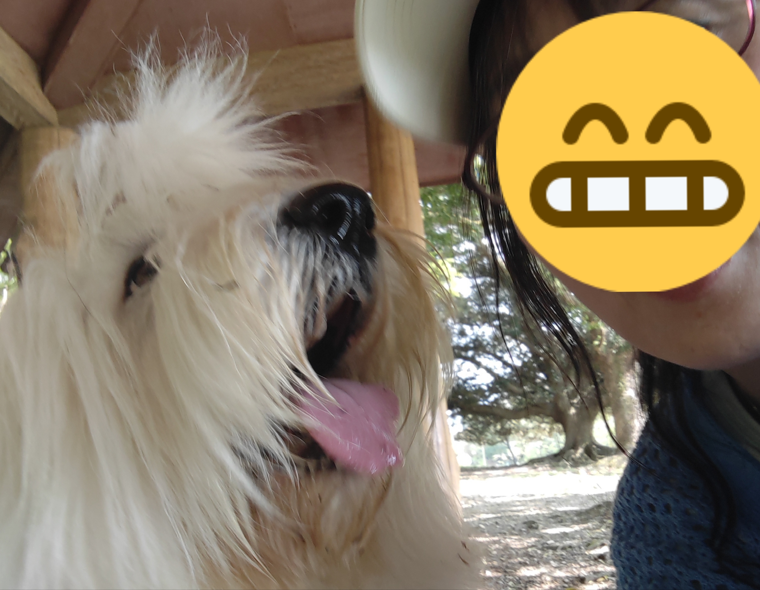 オールドイングリッシュシープドッグ　写真