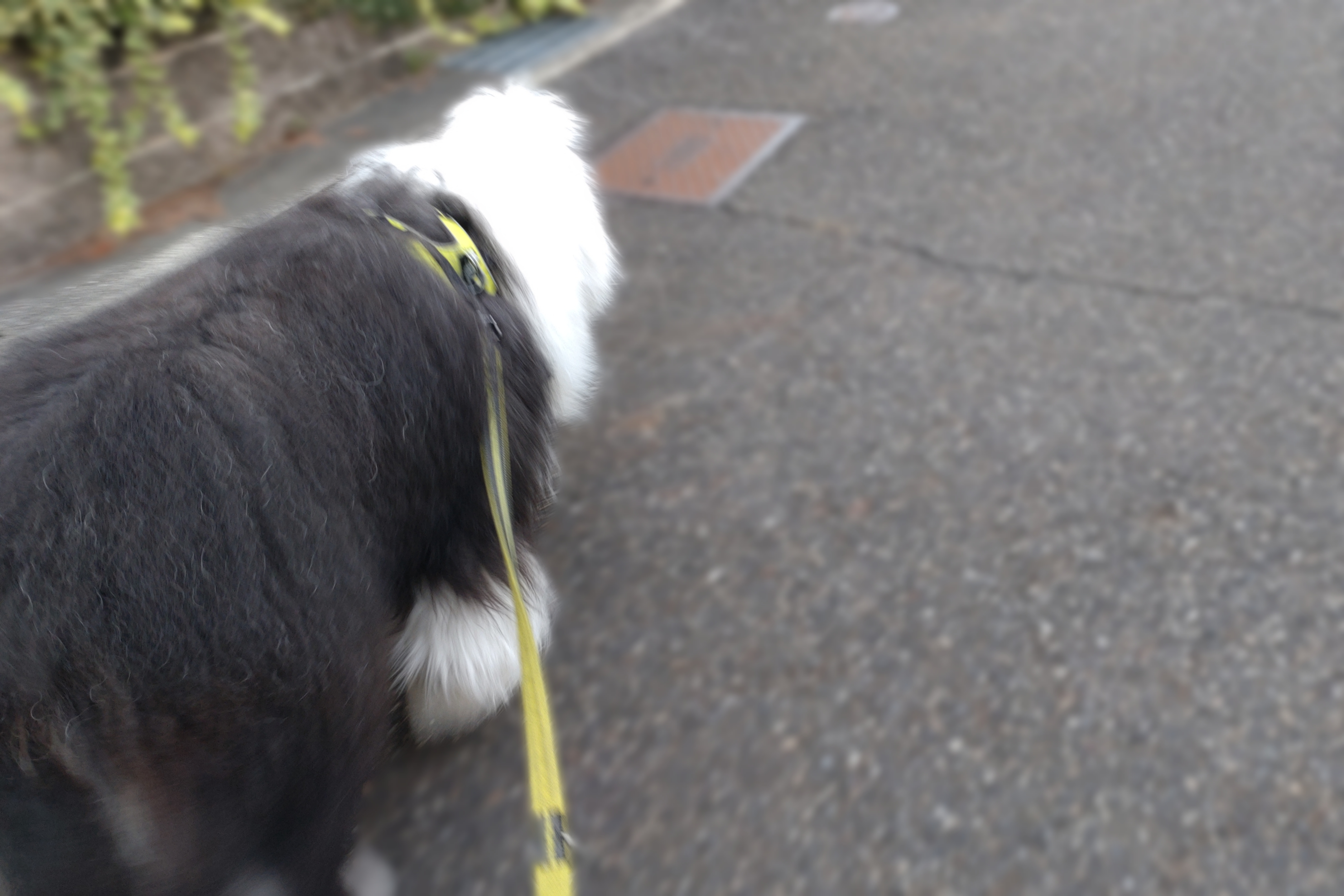 オールドイングリッシュシープドッグ　写真