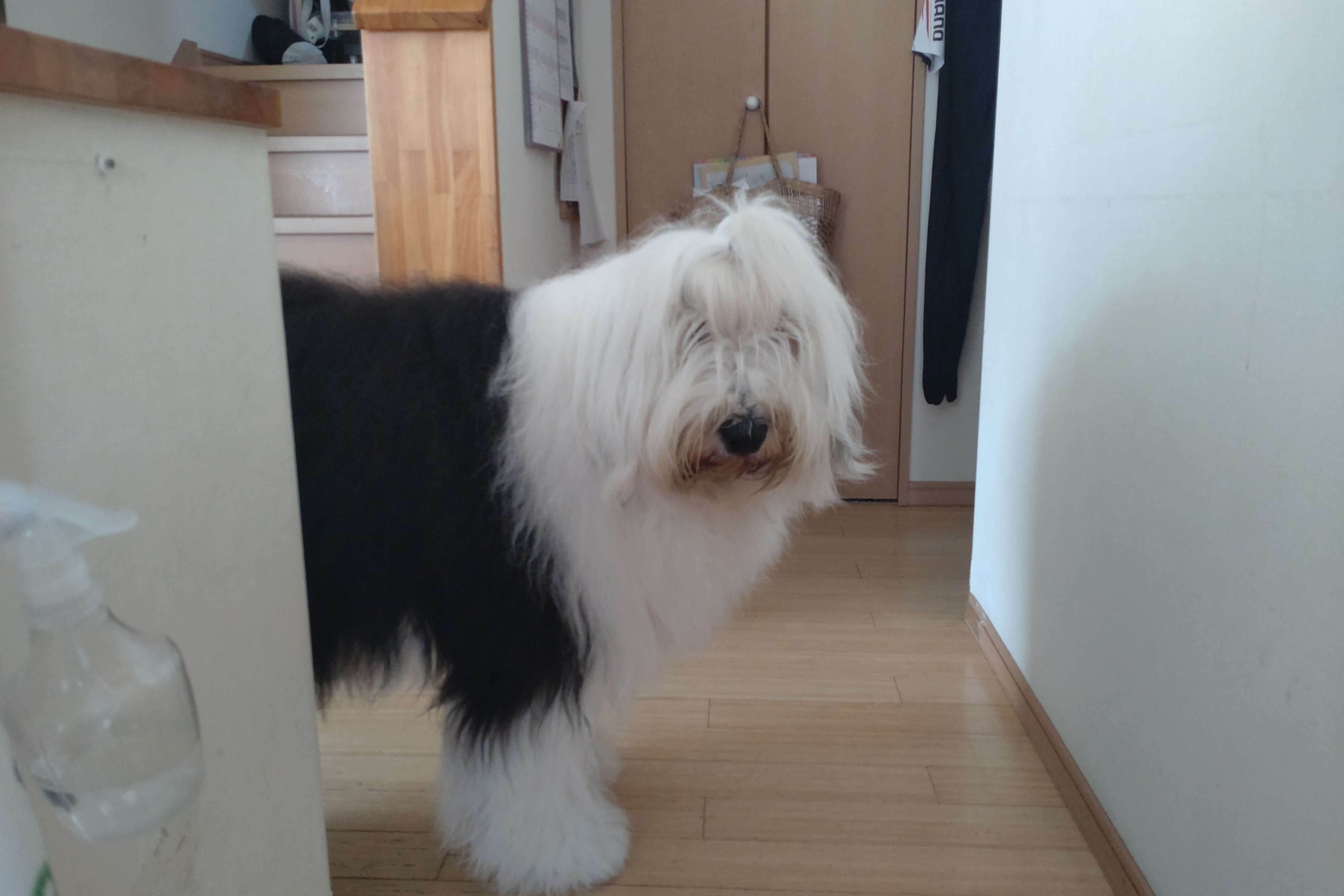 オールドイングリッシュシープドッグ