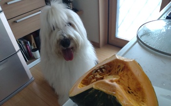 大型犬　オールドイングリッシュシープドッグ　写真