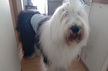 オールドイングリッシュシープドッグ　写真