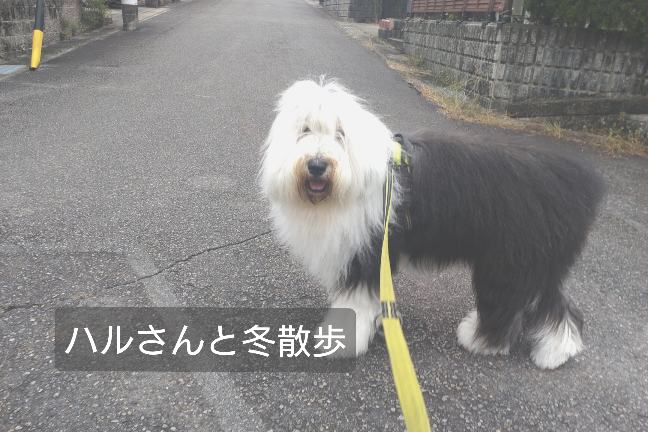 オールドイングリッシュシープドッグ　写真