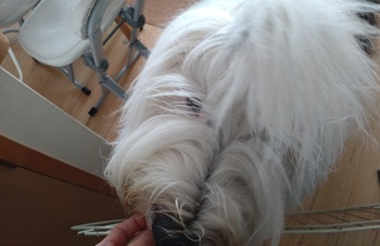 オールドイングリッシュシープドッグ　写真