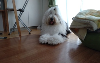 オールドイングリッシュシープドッグ　写真