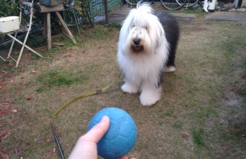 オールドイングリッシュシープドッグ　写真