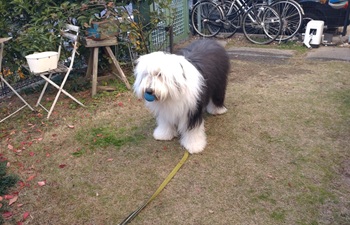 オールドイングリッシュシープドッグ　写真