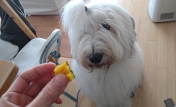 オールドイングリッシュシープドッグ　写真