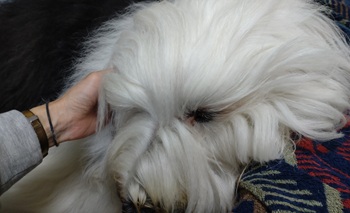 オールドイングリッシュシープドッグ　写真