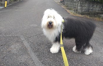 オールドイングリッシュシープドッグ　写真