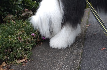 オールドイングリッシュシープドッグ　写真