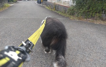 オールドイングリッシュシープドッグ　写真