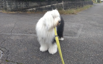 オールドイングリッシュシープドッグ　写真