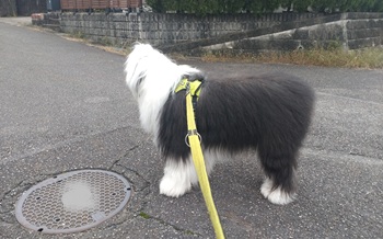 オールドイングリッシュシープドッグ　写真