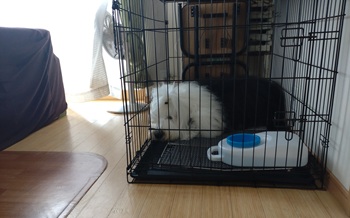 オールドイングリッシュシープドッグ　写真