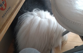 オールドイングリッシュシープドッグ