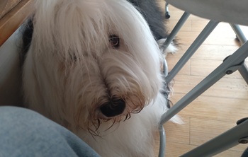 オールドイングリッシュシープドッグ