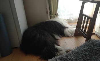 オールドイングリッシュシープドッグ