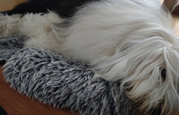 オールド・イングリッシュ・シープドッグ