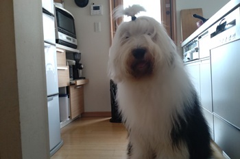 オールド・イングリッシュ・シープドッグ