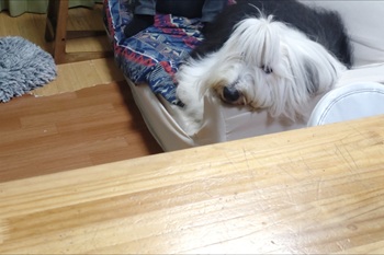 オールド・イングリッシュ・シープドッグ