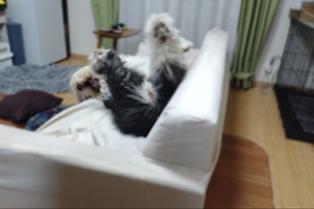 オールド・イングリッシュ・シープドッグ