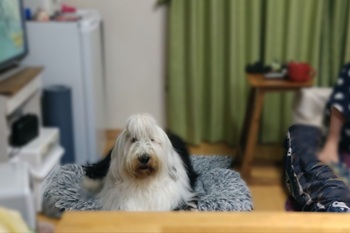 オールド・イングリッシュ・シープドッグ