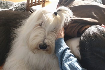 オールド・イングリッシュ・シープドッグ